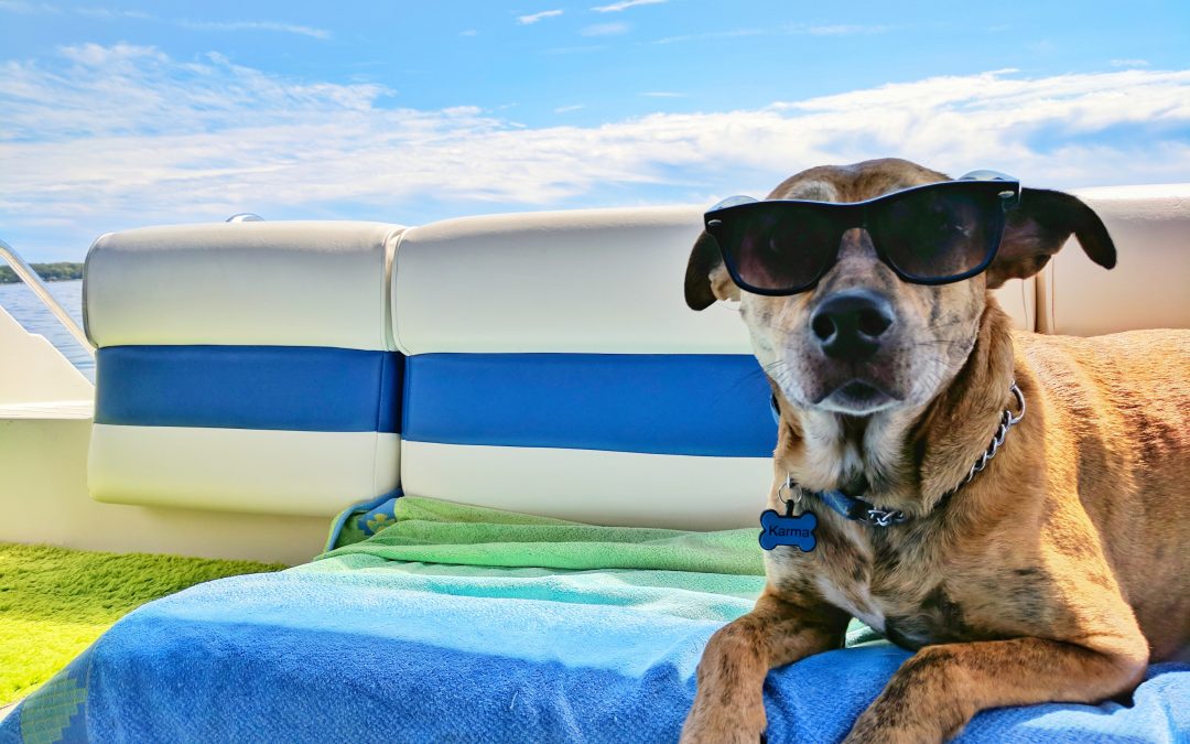 Road Trip!!! Travel with your dog this summer